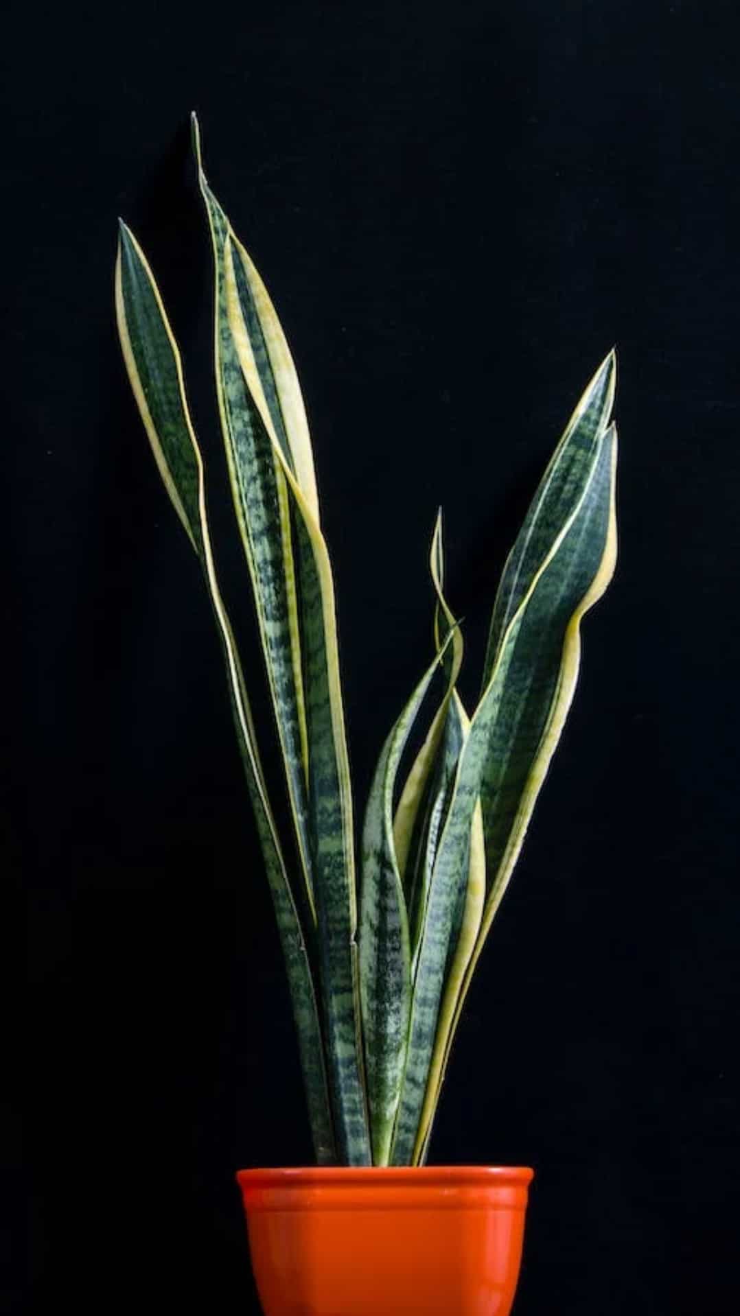 5 benefits of snake plants at home