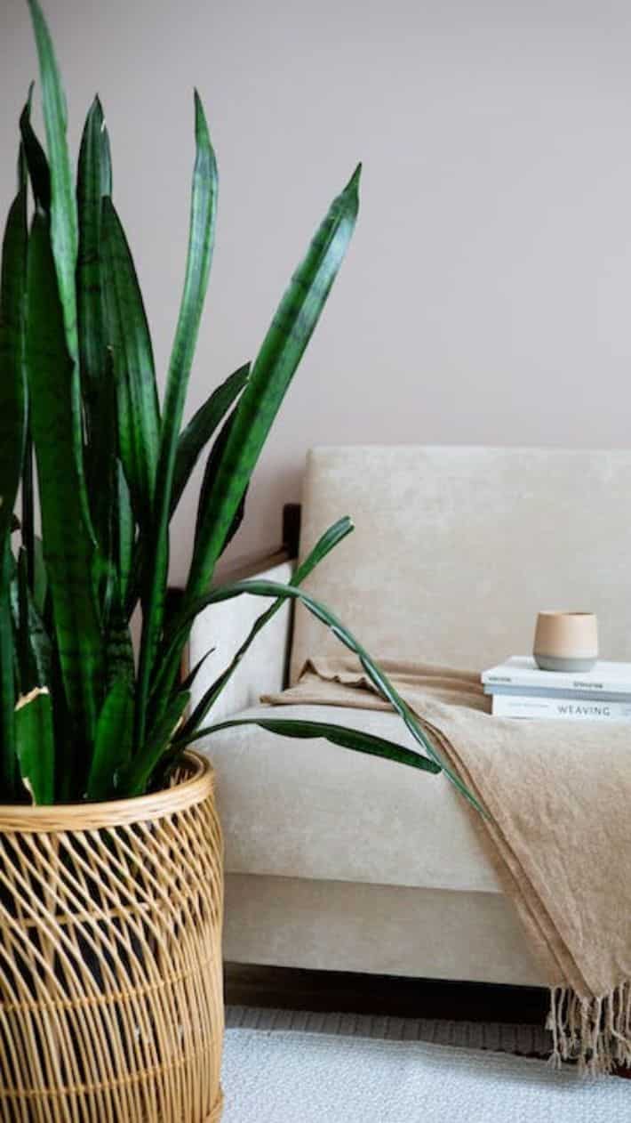 Top succulents that give oxygen at night