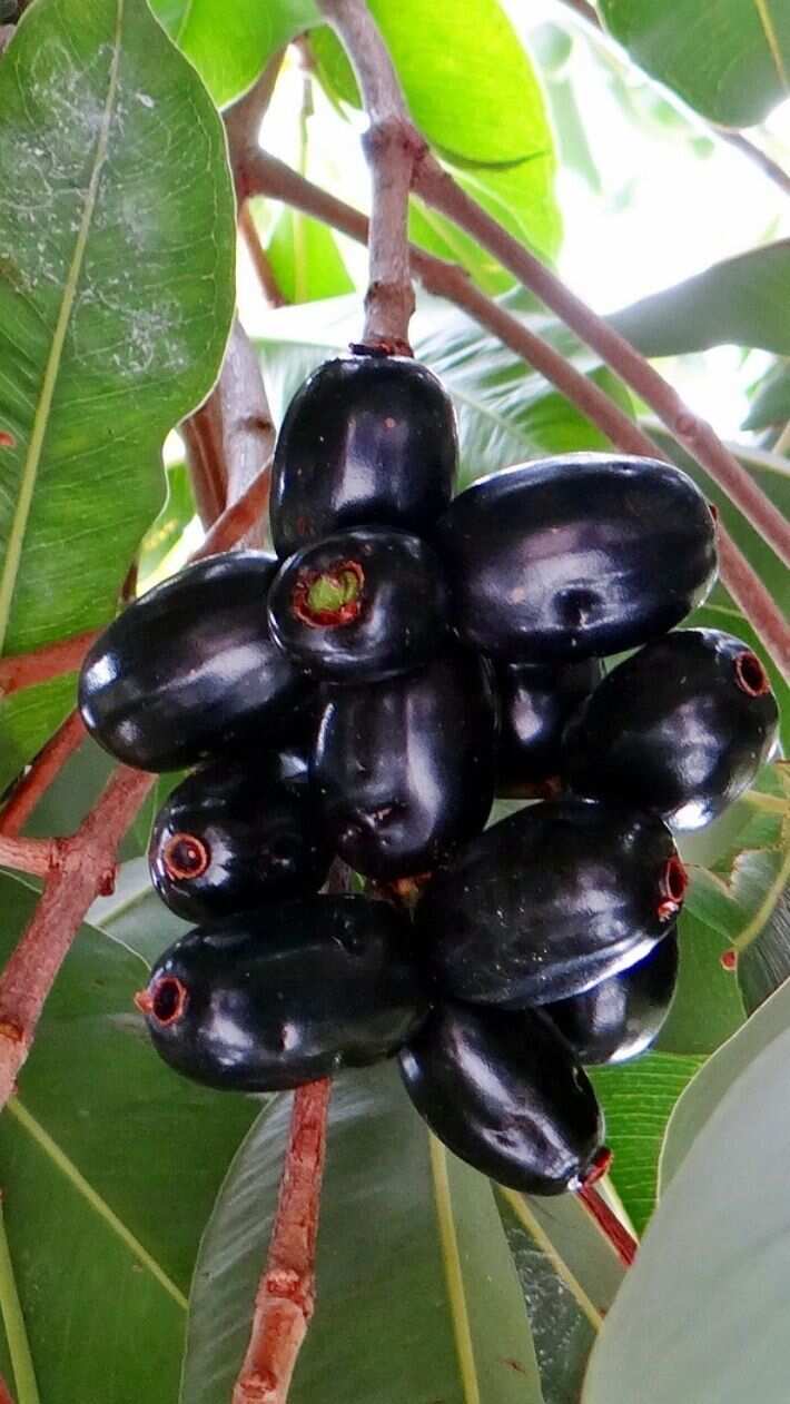 5 benefits of eating Jamun
