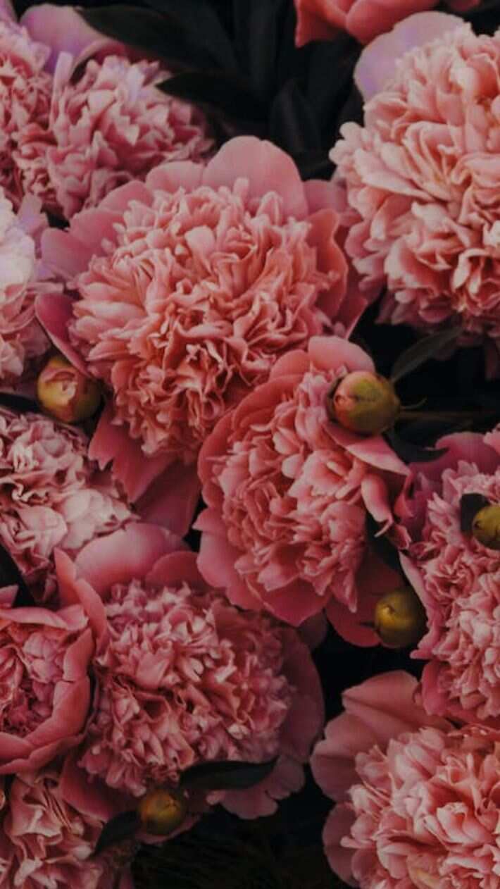 Top 10 carnationproducing states in India