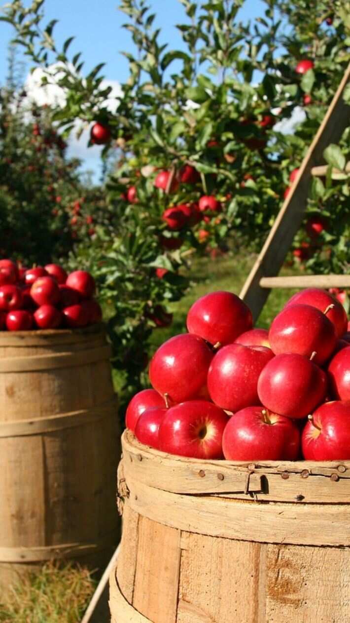6 benefits of eating apples you must know